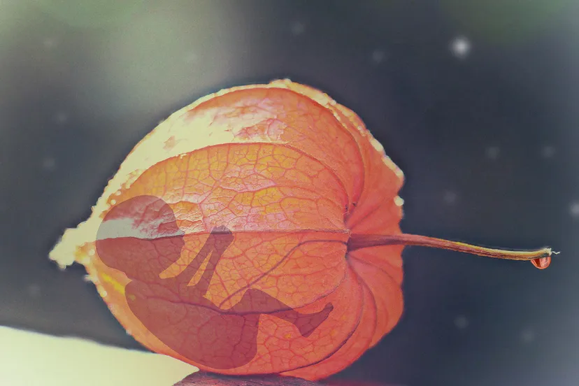 abortus embryo cc0 pxhere