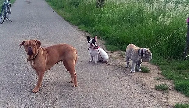 achtergelaten honden in illikhoven
