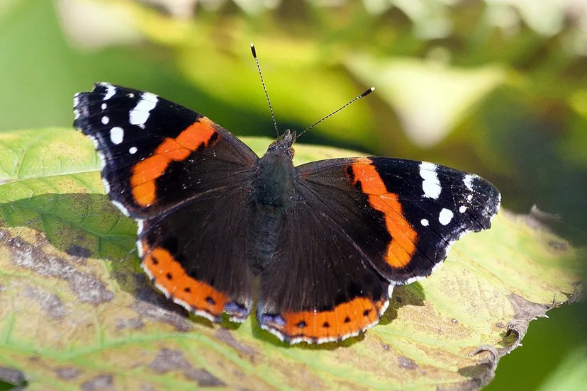 admiral 939555 1280 atalanta vlinder