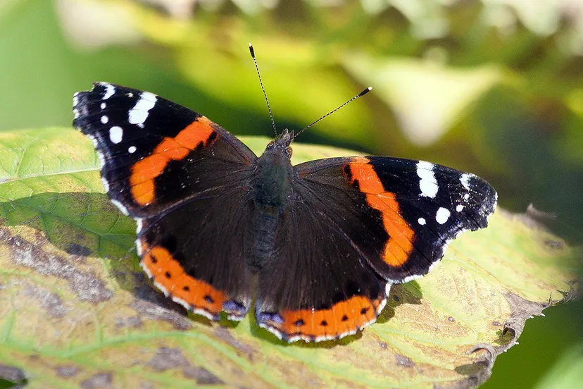 admiral 939555 1280 atalanta vlinder