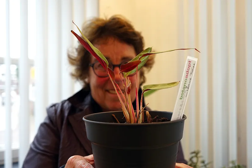 adoptivmutter 002 plant adoptie plantadoptiemoeder