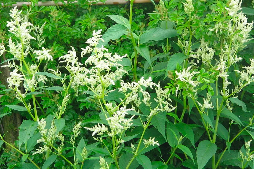 afghaanse duizendknoop meneerke bloem cc by sa 30 via wikimedia commons