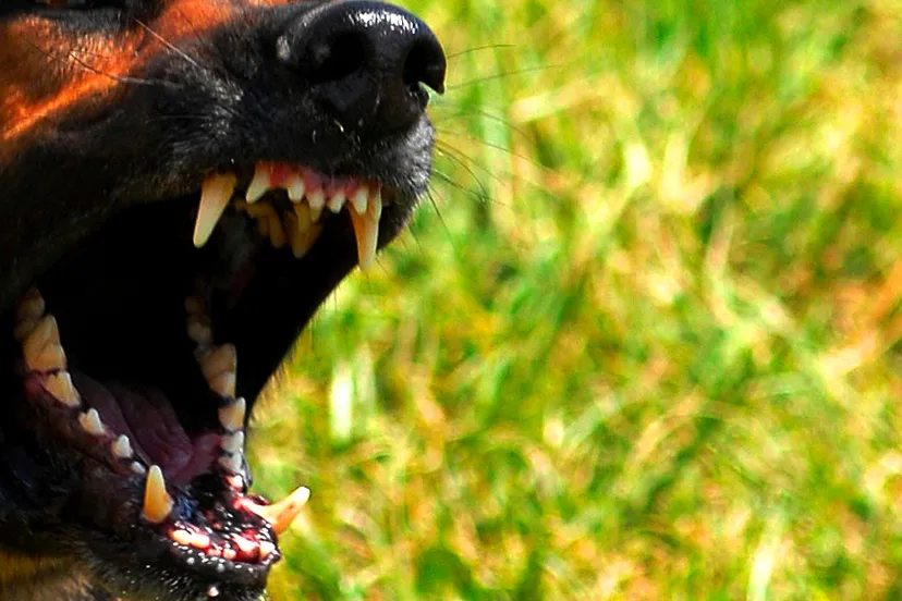 agressieve hond laat tanden zien