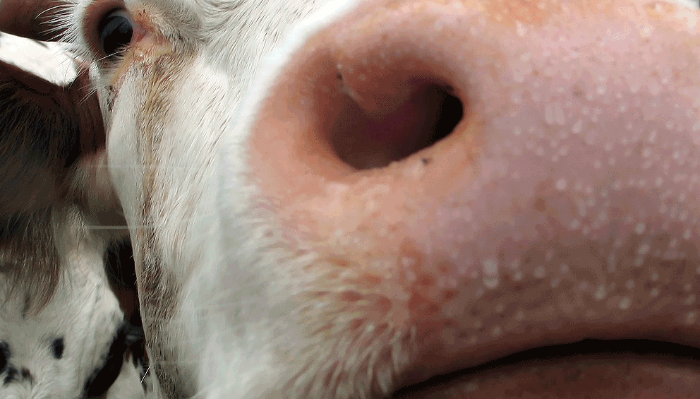 agriculture 1238993 1280 koe neus