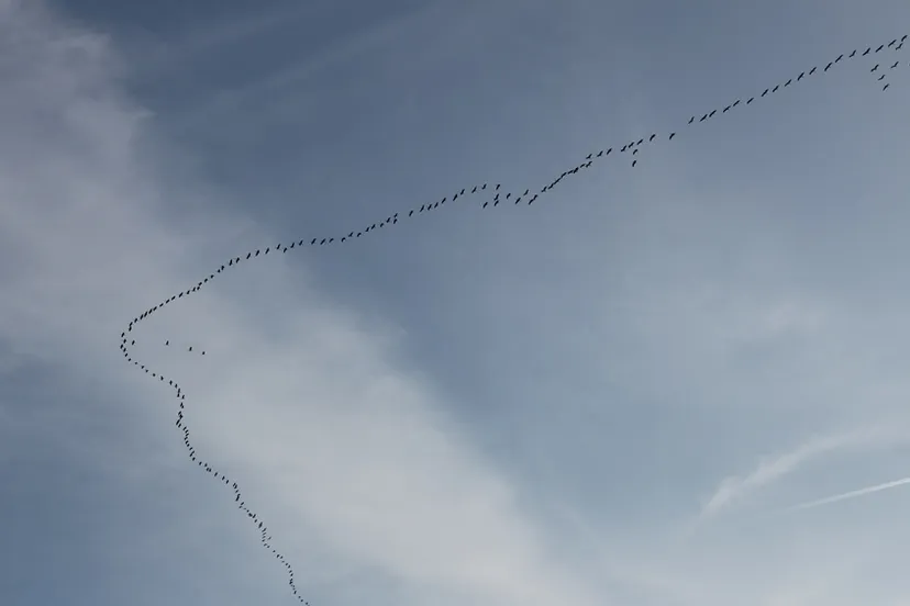 ak6c0wrfrobxwl73hxs6zcyt6 trekvogels 9 maart 2014 boven holtum