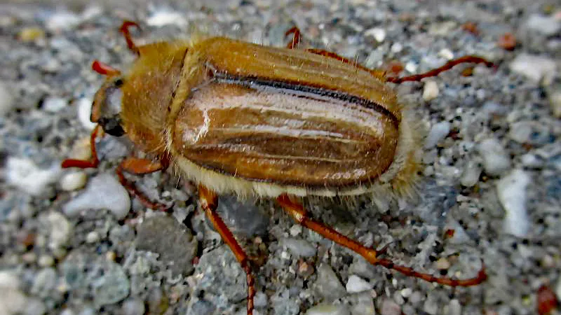 amphimallon solstitiale summer chafer nijmegen the netherlands 2