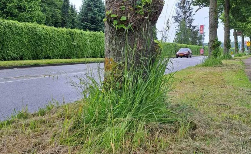 anders maaien rondom bomen