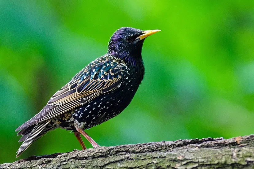 animal 1851604 1280 spreeuw cc0 via pixabay