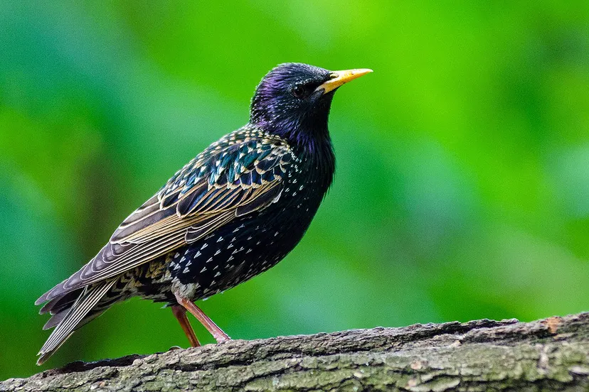 animal 1851604 1280 spreeuw cc0 via pixabay