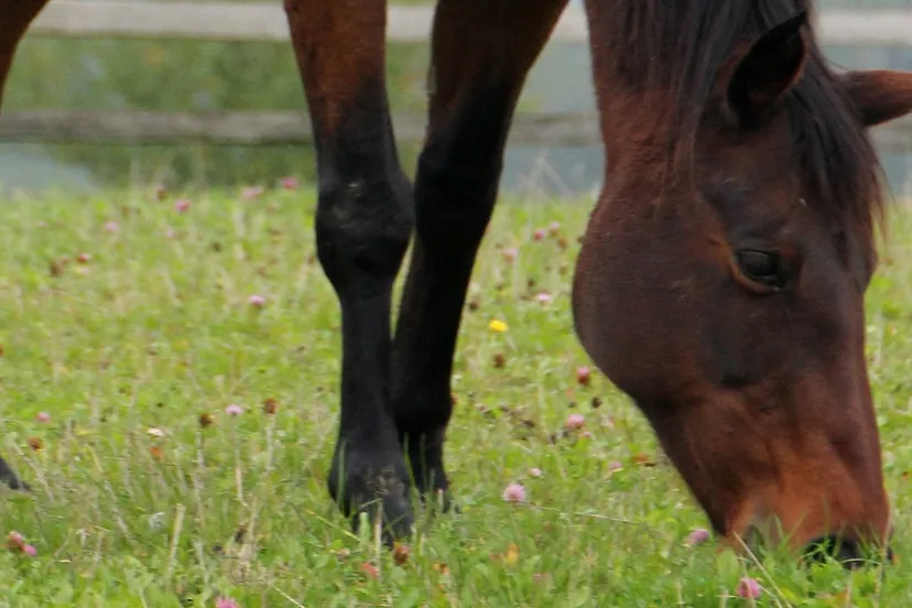 animal 193207 paard pixabay cc0