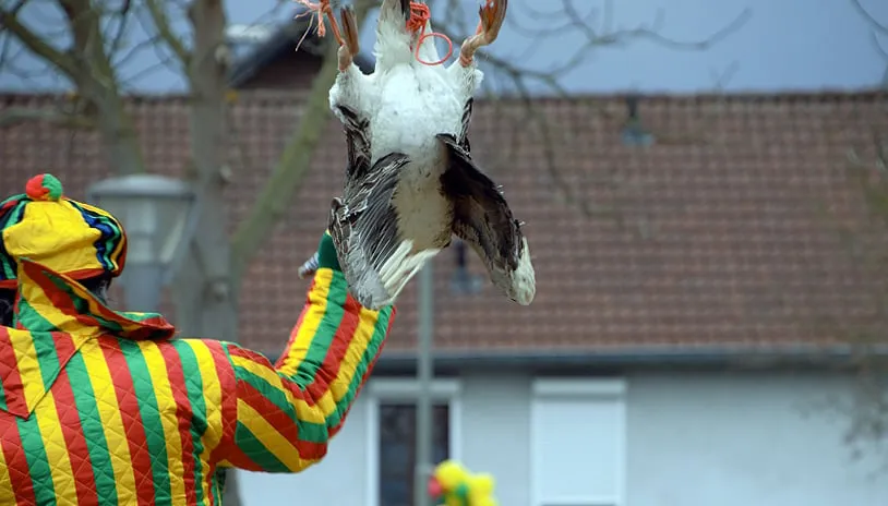 animalstoday ganstrekken grevenbicht 04 002