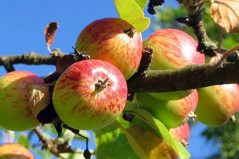 appels appel appelboom apple tree 360083 1280