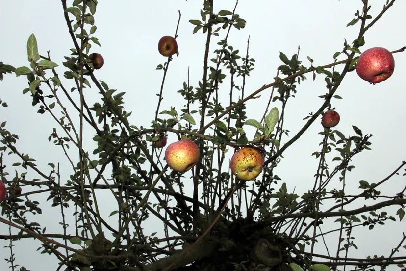 appeltjes in ursulinentuin