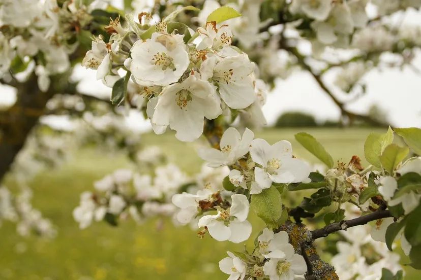apple tree blossom 249450 1280 bloesem