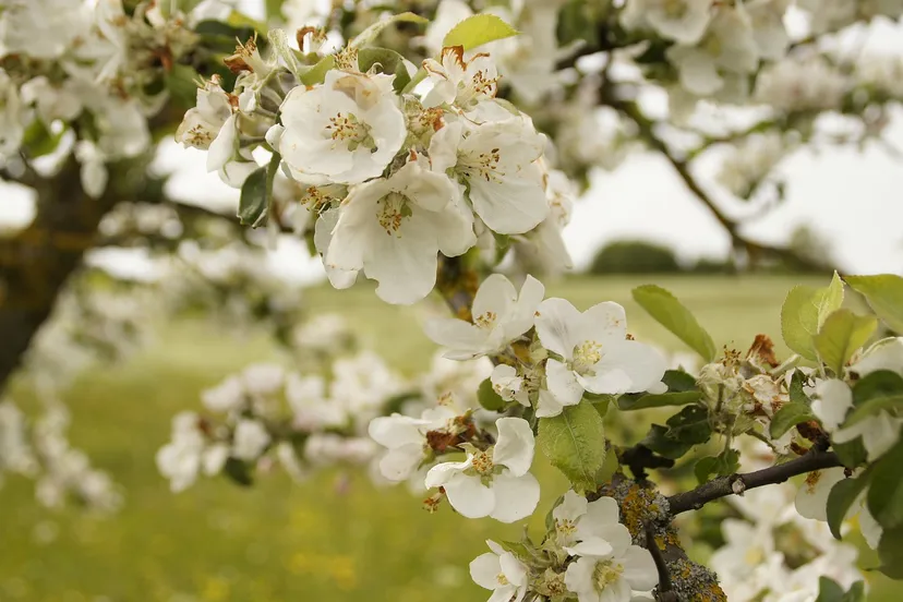 apple tree blossom 249450 1280 bloesem