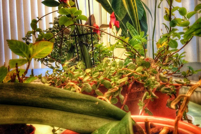 arrived plants 2 002 adoptieplant