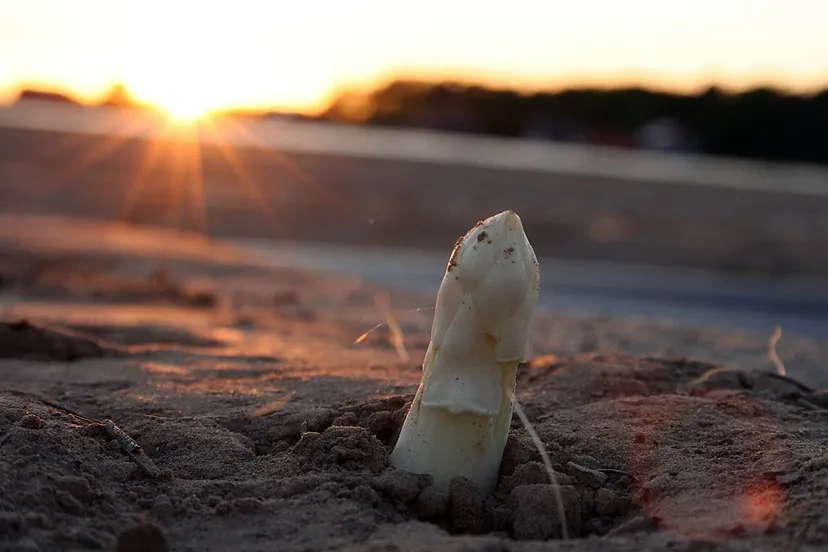 asperge asparagus 15375 1920 cc0 pixabay