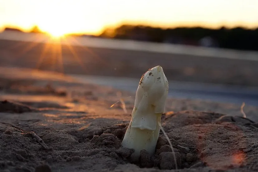 asperge steekt het kopje uit zijn bed cc0