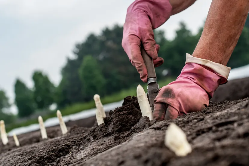 asperges wachten niet 3 002