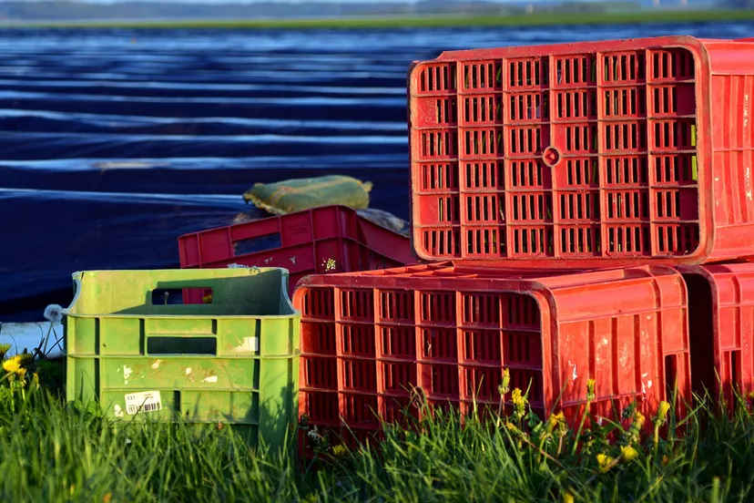 aspergeveld met plastic asparagus 2301673 1280