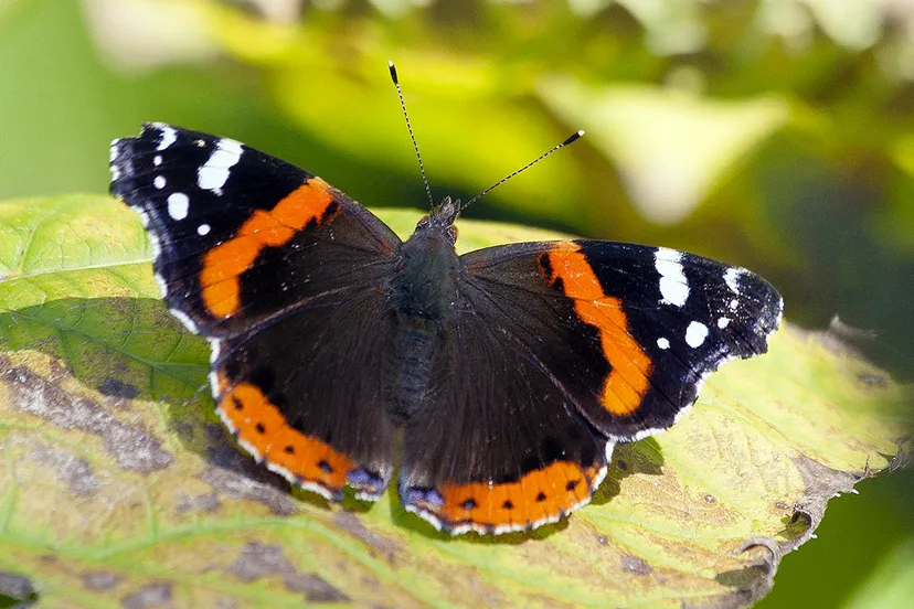 atalanta vlinder cc0