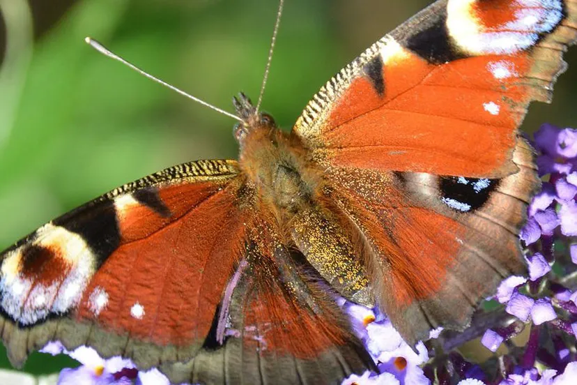 avs8k3r3z32ytdq5ijwnb4khs vlinder anp hq