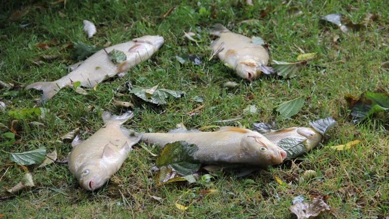 azpimf67e9db18db3ttr0vmtn dode brasems