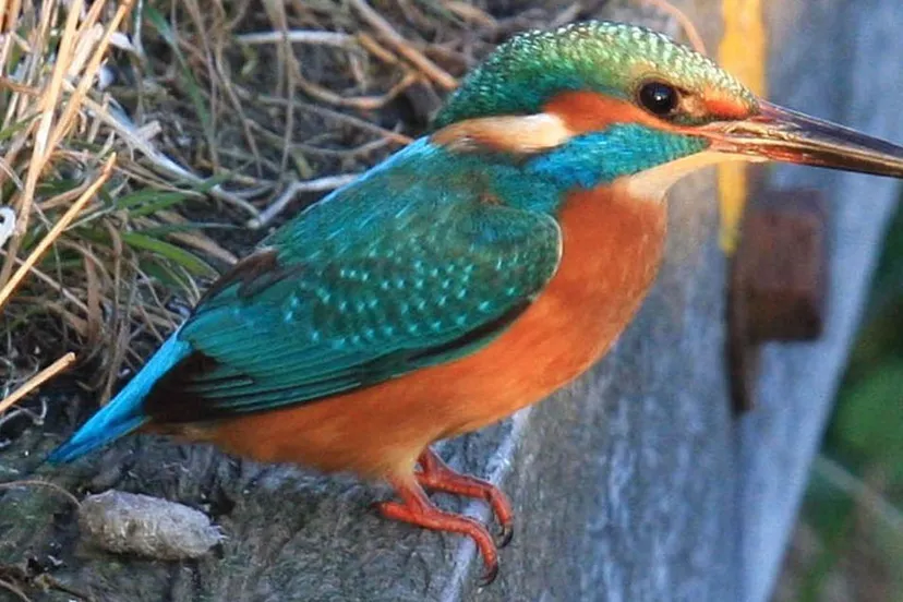 b9kzk74y9ga9nvoo0vmcru7md ijsvogeldierennatuurlentenesthqfotonovum1