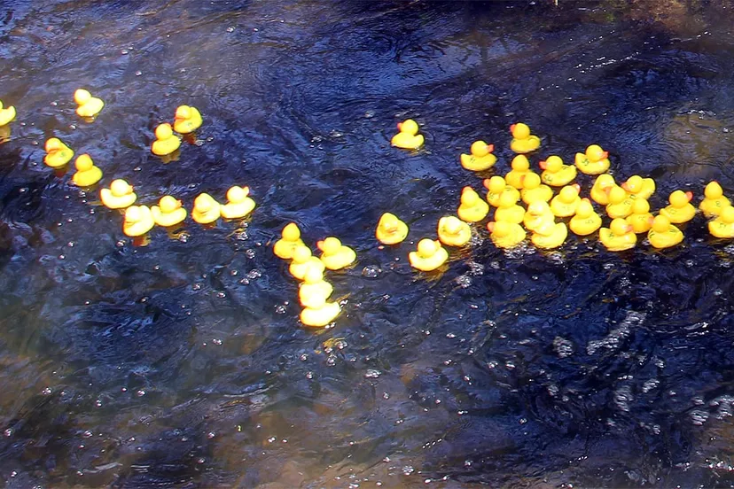 badeendenrace philharmonie stadspark 2016 2