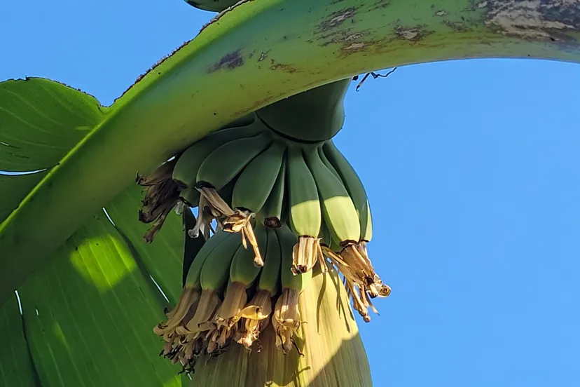 bananenboom in bloei in guttecoven 1