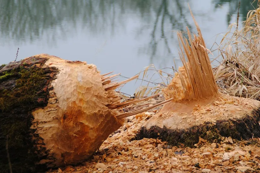 beaver 249277 1280 bevers aan het werk