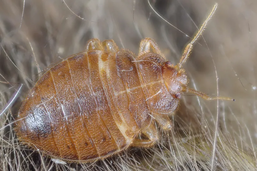 bedwants gilles san martin from namur belgium cc by sa 20 https creativecommonsorglicensesby sa20