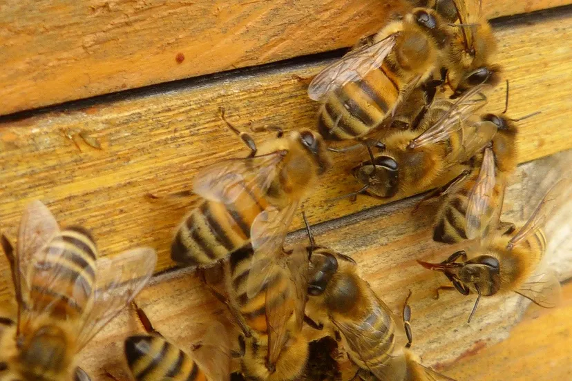 bees 60185 1280 bijen
