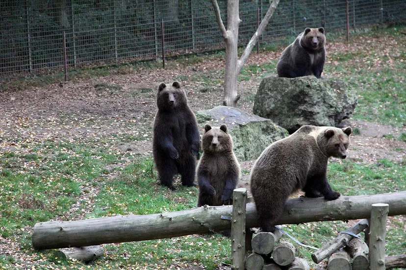 beren hochwild gangelt