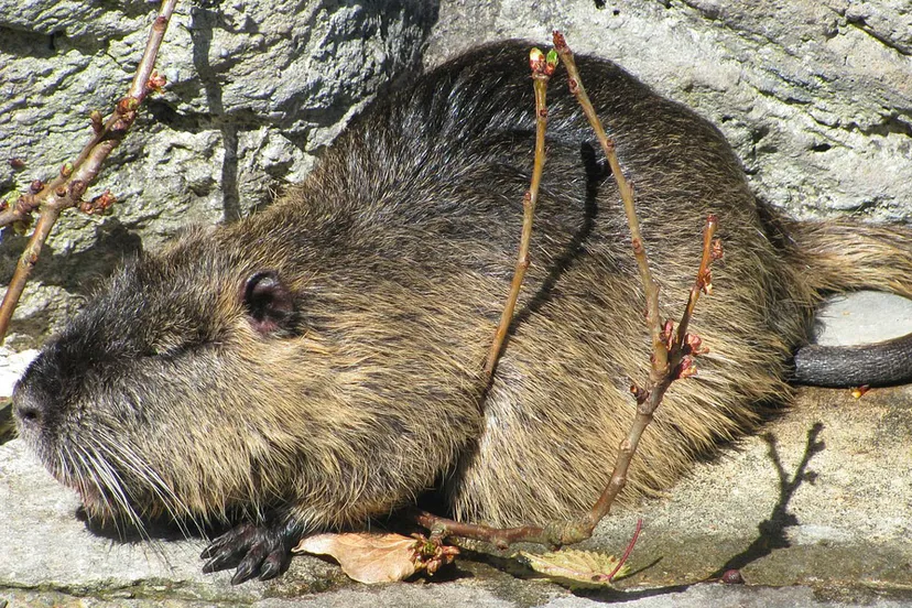 beverrat cc0 via pixabay