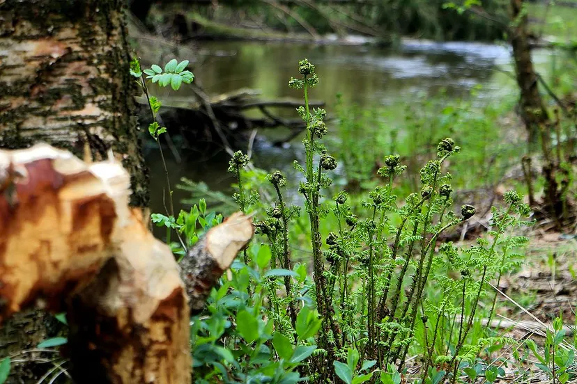 bij elmpt siebowoydt cc by sa 40 via wikimedia commons