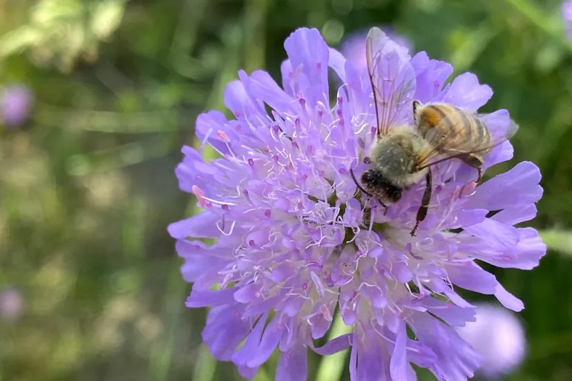 bij op bloem in ursulinentuin