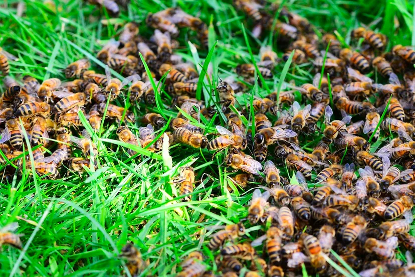 bijen in het gras cc0 via pixabay