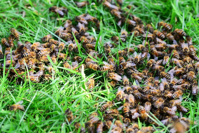 bijen in het gras honey bees 413018 1280