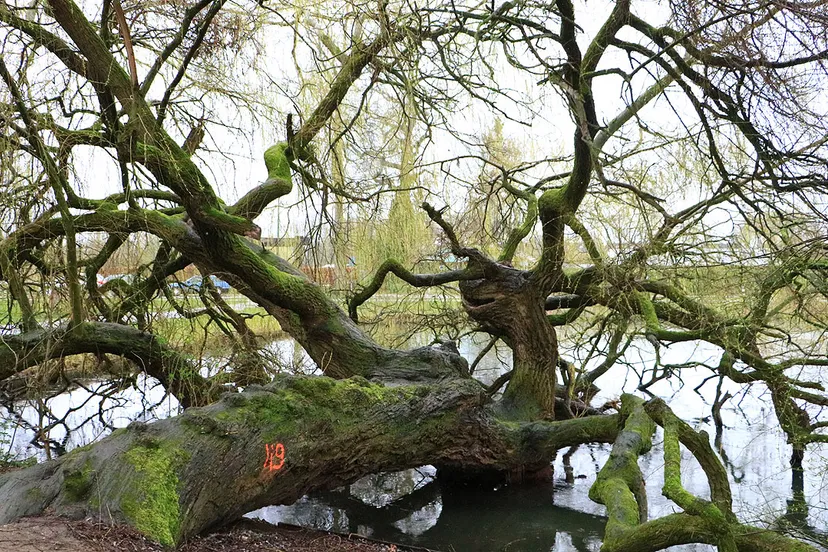bijzondere treurwilg roeivijver sittard