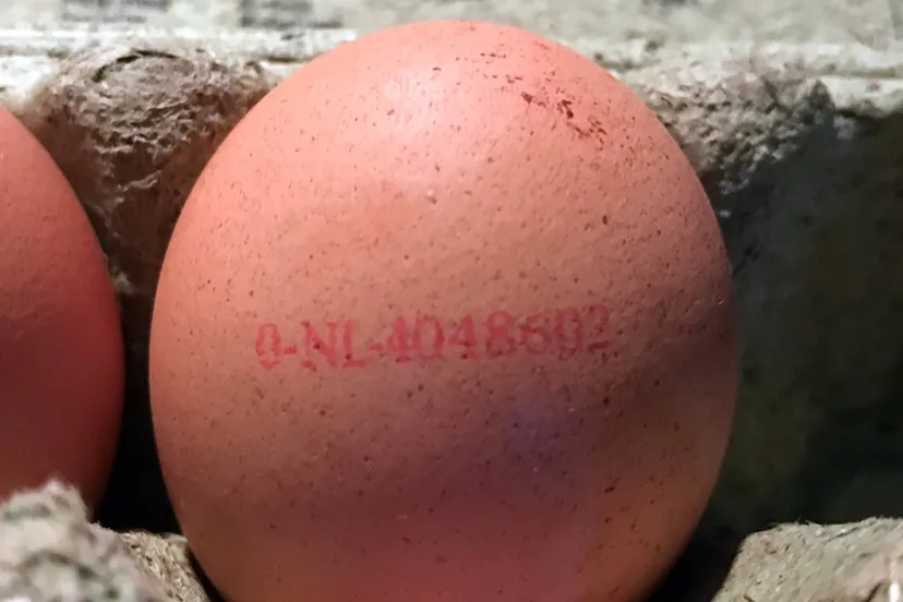 biologisch ei met fripronil albert heijn sittard eicode