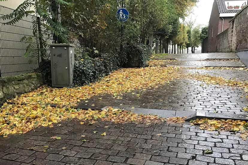 bladeren op walopgang