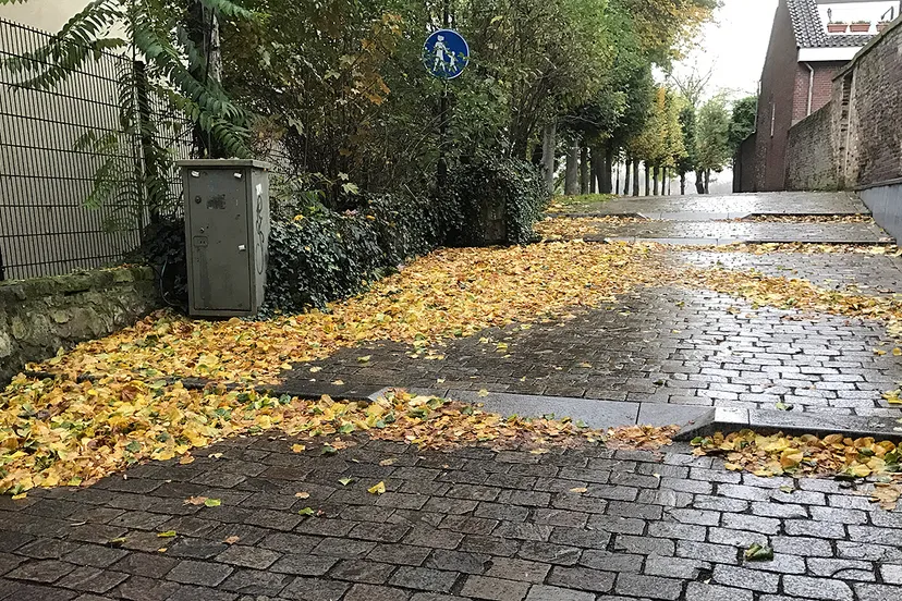 bladeren op walopgang