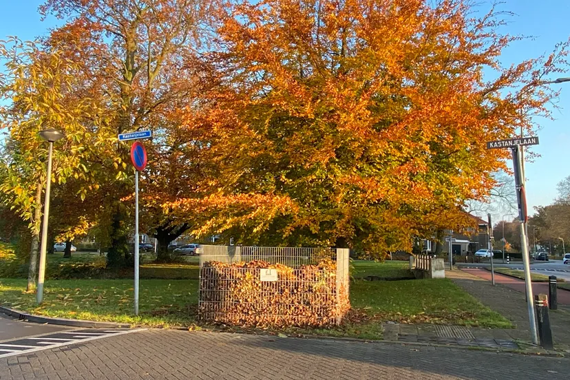 bladkorf kastanjelaan sittard