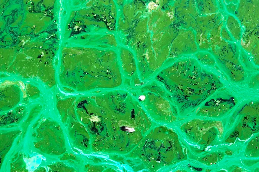 blauw alg cyano bacterie