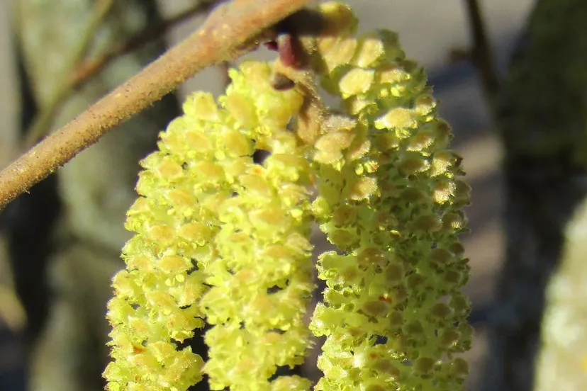 bloeiende hazelaar hazel flowers 4081036 1920