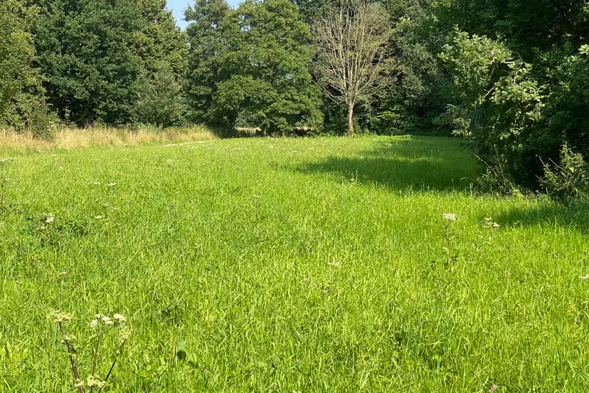 bloemenweide schwienswei 20 juli 2021