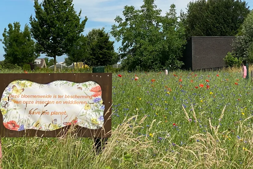 bloemenweitje limbricht 1