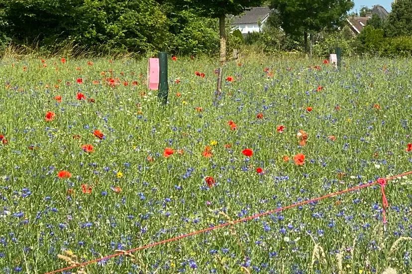 bloemenweitje limbricht 2