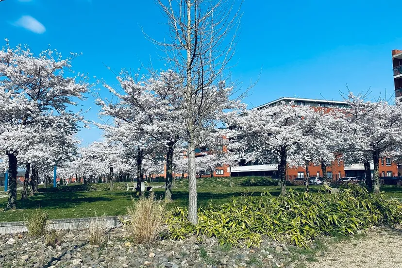 bloesem in hof van onthaasting sittard 21 maart 2022jpg